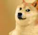.DOGE.