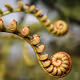 Kaponga | Ferns Unfurl