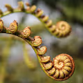 Kaponga | Ferns Unfurl