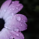 Mother Nature - Perspectives