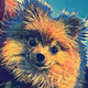 Petz NFT