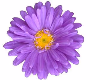 flwr