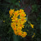 Yellow Flowers