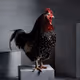 chicken.photos