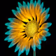 Log Flower