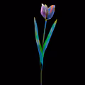 The Tulip Mania Collection