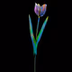 The Tulip Mania Collection