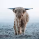 Teddycows in winter wonderland