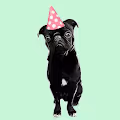 Party Pug - old