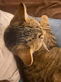 Osmik the Cat
