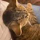Osmik the Cat