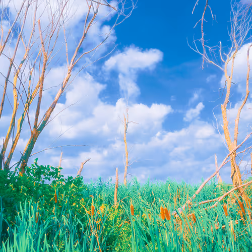 Tranquility - Photo Series