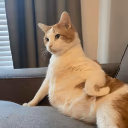 cats for u