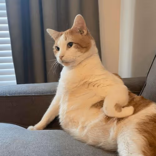 cats for u