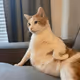 cats for u