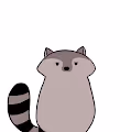 hey! raccoon