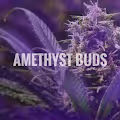AMETHYST BUDS
