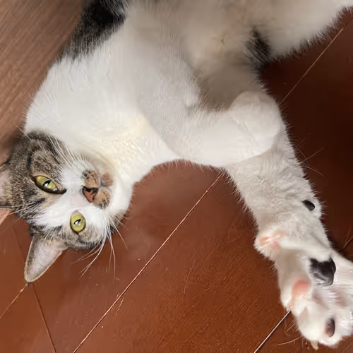 nyankobiyori_k Collection