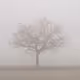 November Fog