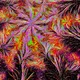 Deep Dream Fractal