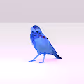 Poly Finches