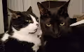 Kitties V3