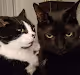 Kitties V3