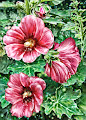 Front garden - old
