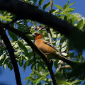 Selling Pictures of Birds until I can afford a Tele Zoom Lense - old