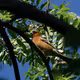 Selling Pictures of Birds until I can afford a Tele Zoom Lense - old