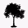 Sakura Tree Evolution