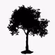 Sakura Tree Evolution