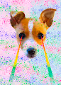 Animal POP