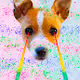 Animal POP