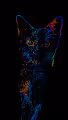 The Trippy Cat Collection