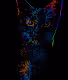 The Trippy Cat Collection