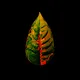 Amazonia Series