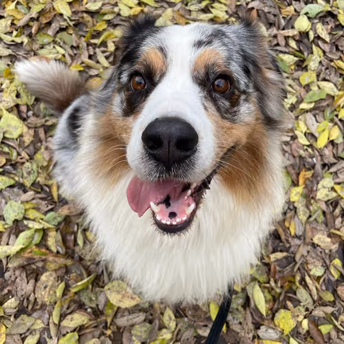 Best friend Shepherd