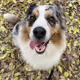 Best friend Shepherd
