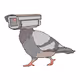 Pigeons Aren't Real