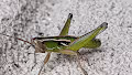 TinyLife"Grasshopper"