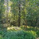 Alone in the Nature