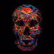 Crypto Painted Skulls