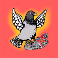 NrG PIGEONZ x CROCS