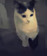 OGCat