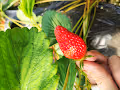 The strawberry of hymaniris