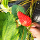 The strawberry of hymaniris