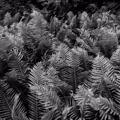 Like Father, Like Son | Nature