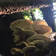 Marvellous Mushrooms - old