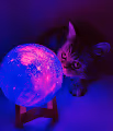Cat and the moon
